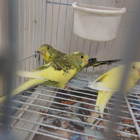 Image 8 of Gorgeous baby budgies for sale