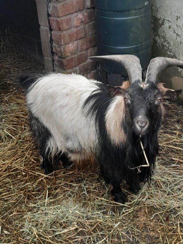 Preview of the first image of Handsome proven pygmy billy goat.