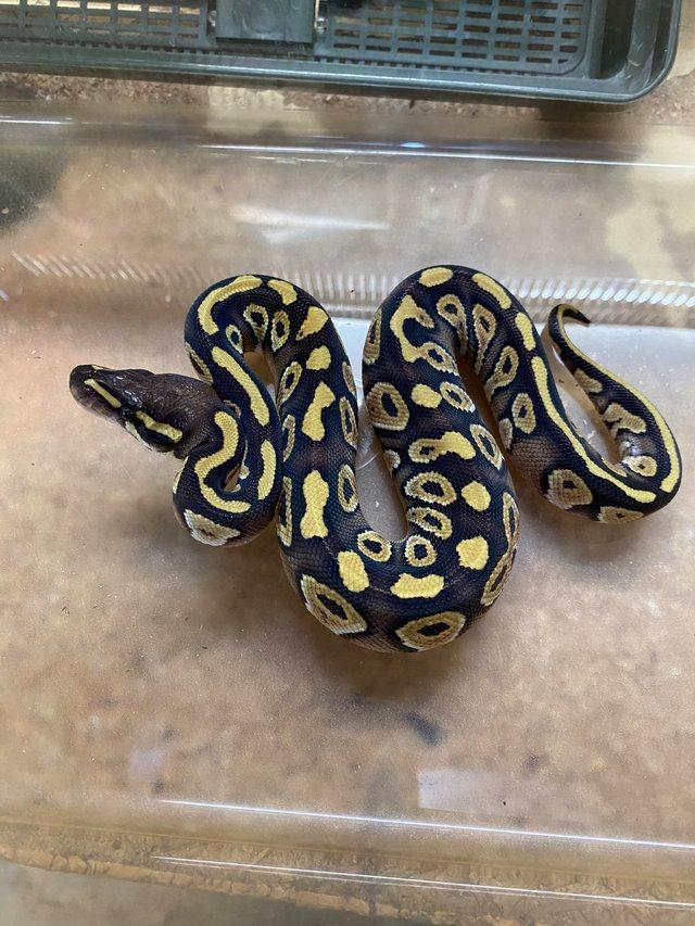 Preview of the first image of Royal python Mojave pastel fire £90 Each.