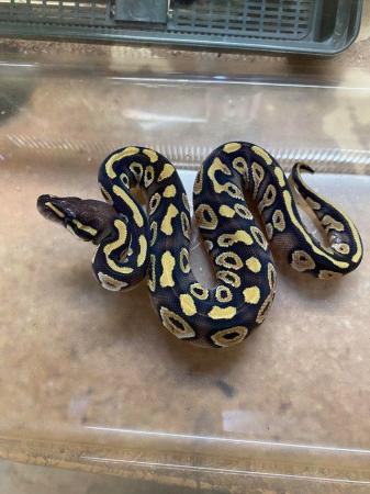 Image 1 of Royal python Mojave pastel fire £90 Each