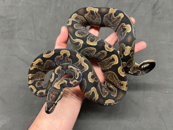Image 5 of REDUCED GHI het VPI Axanthic Male ball python