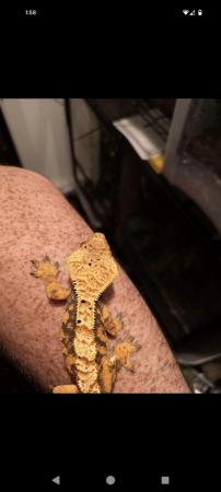 Image 5 of 2x crested gecko adults FREE