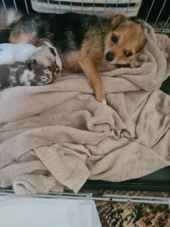 Image 1 of Jackrussle x chihuahua puppie for sale
