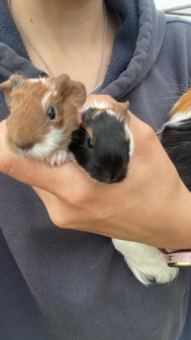 Preview of the first image of Guinea pigs for sale - ready now.