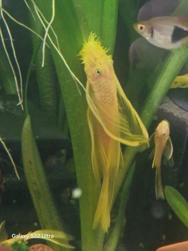 Preview of the first image of Male long finned blue eyed lemon bristlenose plecos.