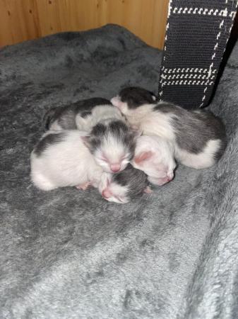 Image 4 of Kittens ready for re homing in 7 weeks