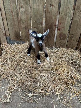 Image 2 of Adorable Pygmy Wether Kid for Sale
