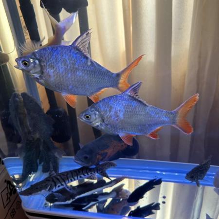 Image 5 of VARIOUS LARGE CICHLIDS AVAILABLE