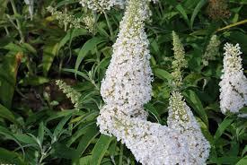 Preview of the first image of buddleia white mature plant shrub.