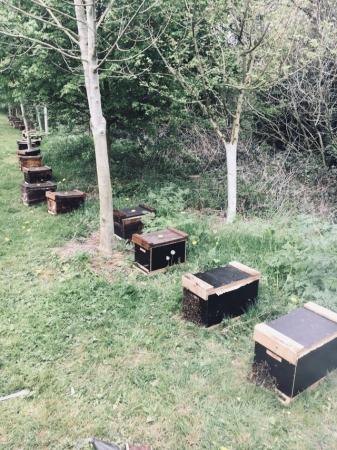 Image 16 of Langstroth Spring Bee Nucs 2024