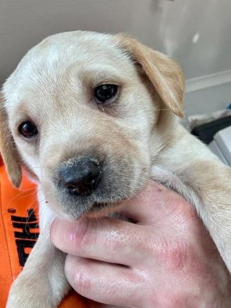 Image 6 of Labrador Puppy. Available to view