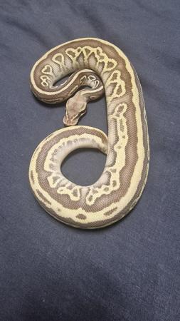 Image 5 of Royal Python Hatchlings CB23 for Sale