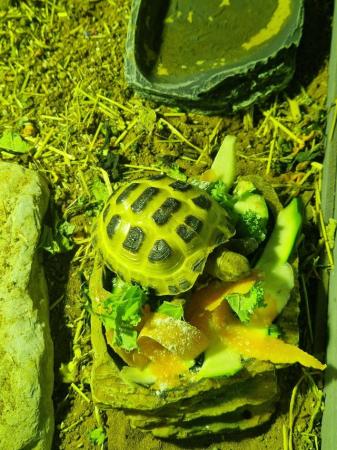 Image 4 of Horsefield Tortoise with enclosure