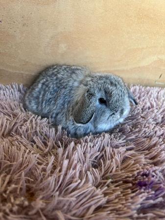 Image 6 of Baby Purebreed Mini Lops For Sale