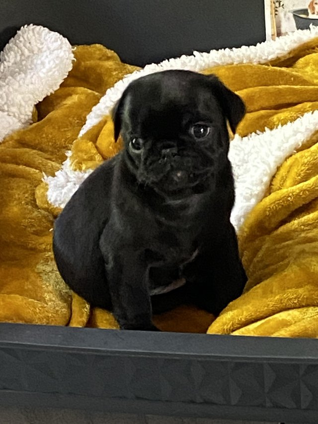 Preview of the first image of Ready soon beautiful kc Pugs.