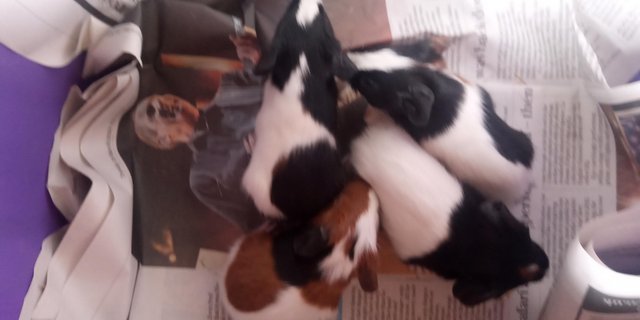 Image 3 of Baby tort and white guinea pigs