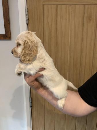 Image 15 of Gorgeous show type cocker spaniels