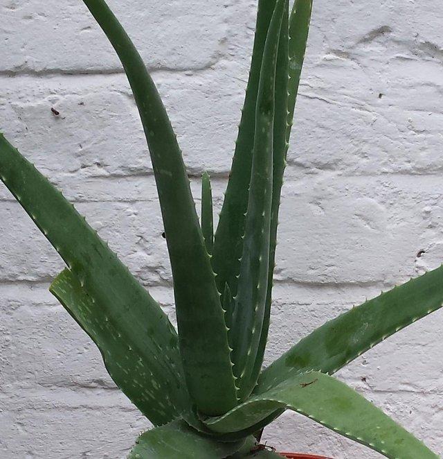 Preview of the first image of Aloe Vera  V Barbadensis  plants for sale.