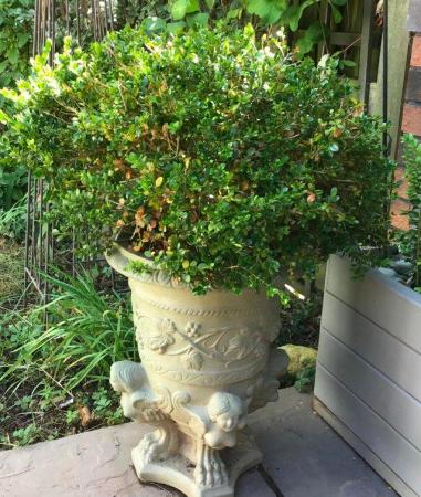 Image 2 of Large period style planter 43cm high