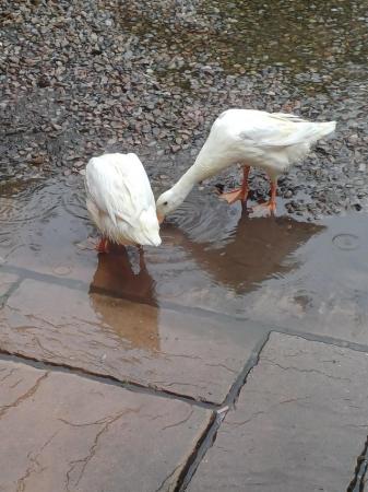Image 2 of 2 female Indian runner ducks for rehoming no more timewaster
