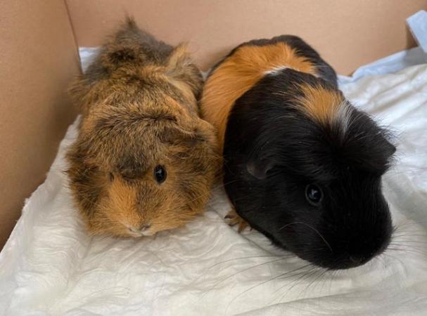 Image 3 of 2 Beautiful Guinea pig Sisters For Sale