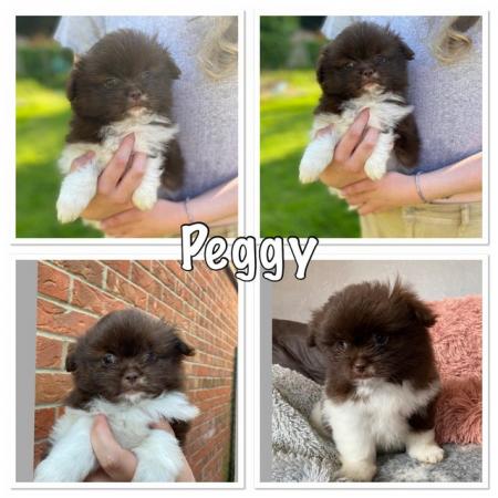 Image 14 of Ready Now Beautiful Pom shih pups 1 female 1 male