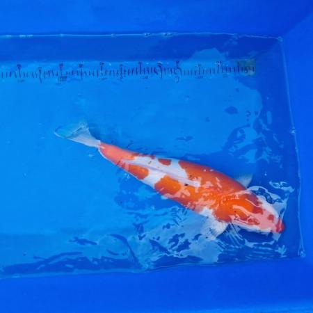 Image 12 of Koi carp from 45cm to 80cm need new home