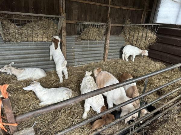 Image 3 of 11 week old wether goat kids