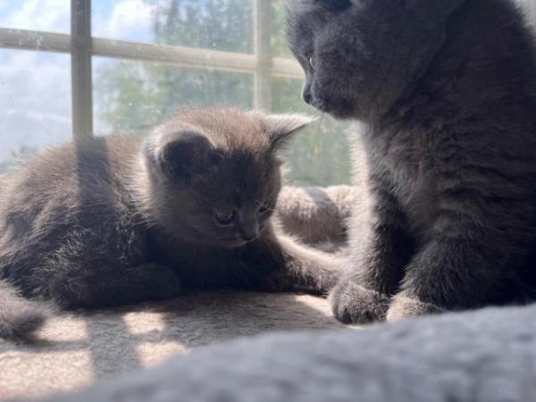 Image 15 of Adorable British blue kittens ready to go now