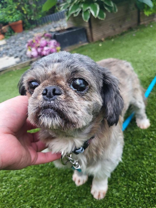 Preview of the first image of PIXIE IS A VERY SWEET STEADY 5YR OLD SHIH TZU GIRL.