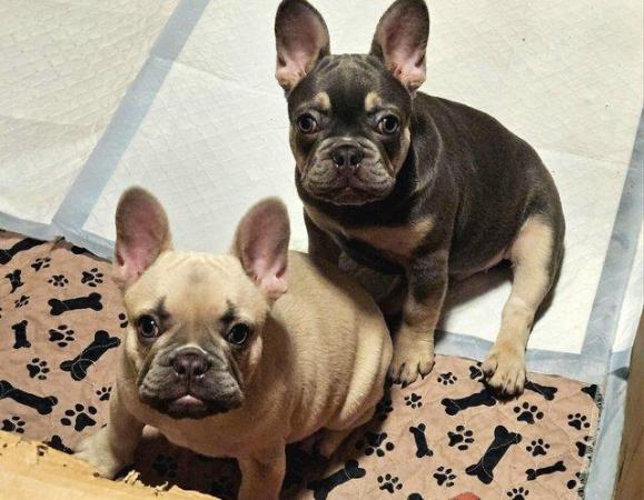 Image 4 of Cute kc french bulldogs ready to leave