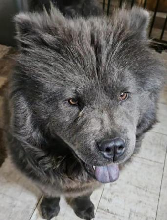 Image 4 of Blue Chow chow bitch needing a new home