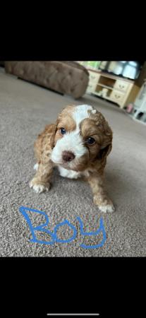 Image 1 of Lovely Cockerpoo puppies