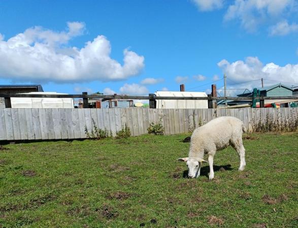 Image 1 of Pedigree Lleyn Ewe Lambs - Will be registered