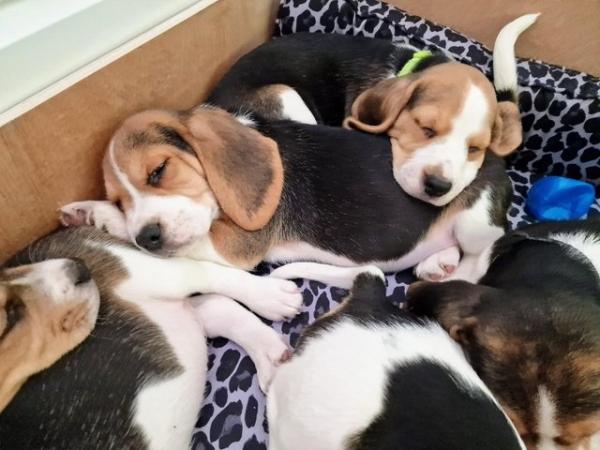 Image 12 of Adorable beagle puppy - ready for a new home