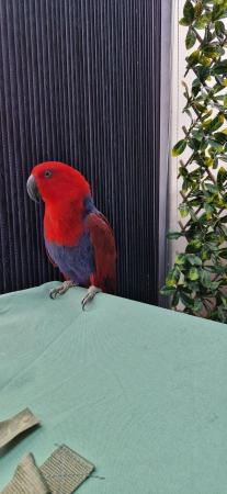 Image 6 of Last!! Pair Of Beautiful Eclectus Parrots