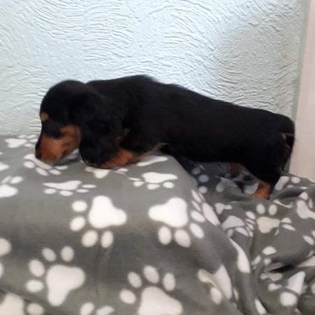 Image 16 of Long haired miniture dachshund pups.