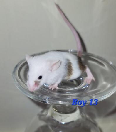 Image 31 of Beautiful friendly Baby mice - girls and boys.
