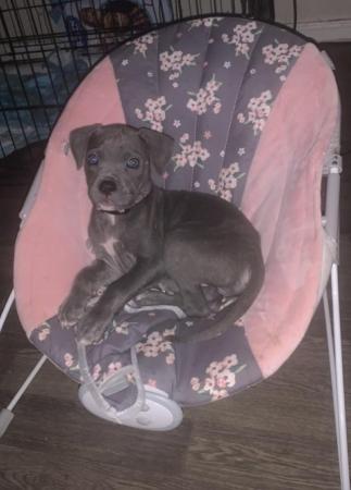 Image 5 of Cane Corso x puppies for sale!