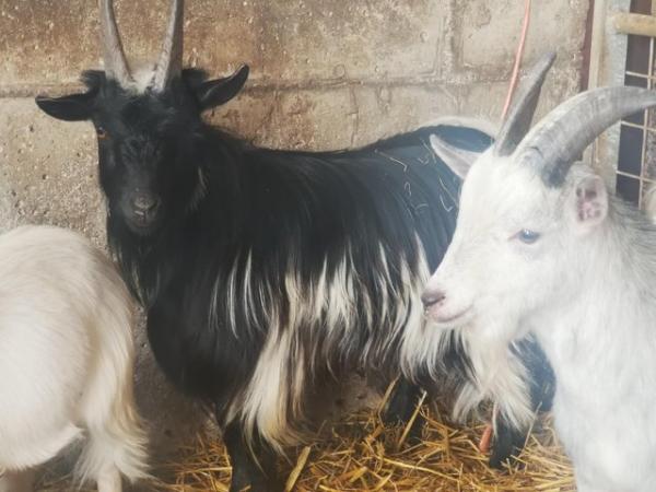 Image 3 of PGC registered Billy Goat for Sale