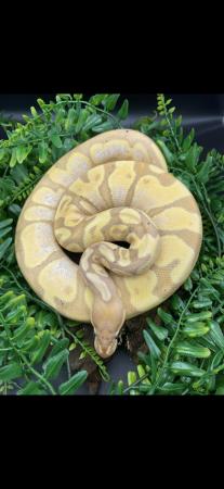 Image 2 of Royal python for sale multi gene