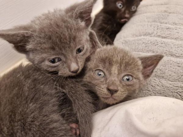 Image 5 of 3 beautiful grey kittens for sale