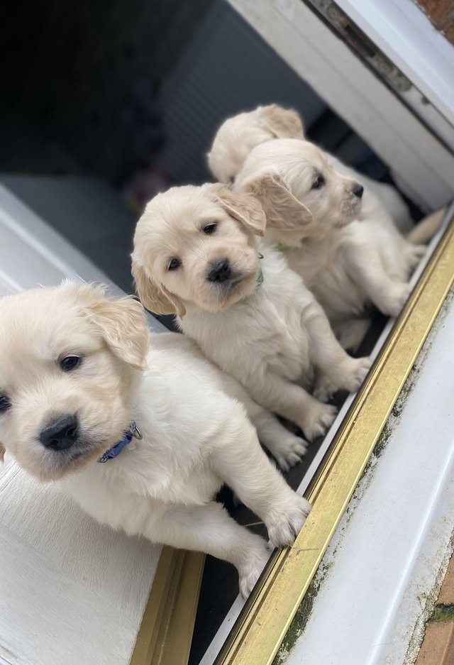 Preview of the first image of Golden Retriever puppies.