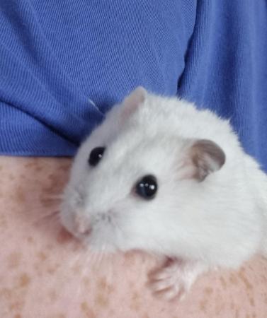 Image 1 of 6 months old white female dwarf hamster with Omlet cage
