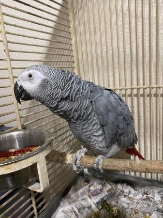 Image 1 of Wanted A-frican Grey Male