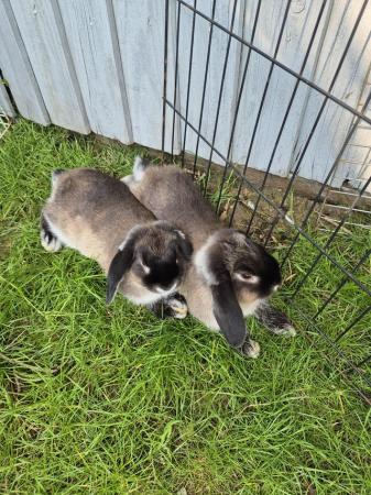 Image 1 of Mini Lop Rabbits for sale need gone ASAP!