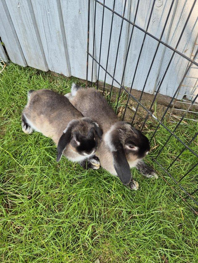 Preview of the first image of Mini Lop Rabbits for sale need gone ASAP!.