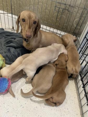 Stunning Cream Miniature Dachshund Litter for sale in Tyldesley, Greater Manchester - Image 5