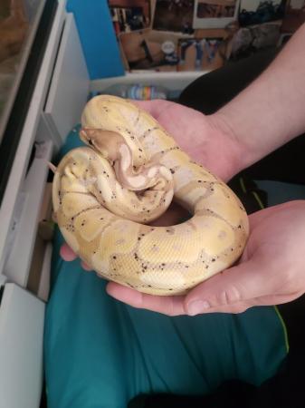 Image 4 of 3 year old male banana ball python with set up