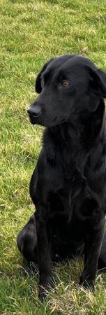 Image 6 of Pet/Gundog Trained Labrador (Ravenkeeper Gundogs)